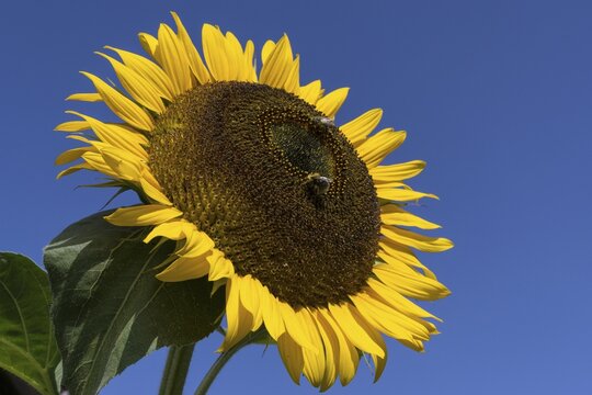 Sunflower (Helianthus annuus), bees collecting nectar, Bavaria, Germany