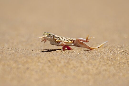 Shovel-nosed lizard (Meroles anchietae), in the sand, stretching its legs in the air to cool off, Namib Desert, Namib Naukluft Park, Namibia