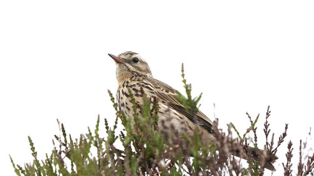 An adult tree pipit (Anthus trivialis) sitting in the top of a plant and alarming