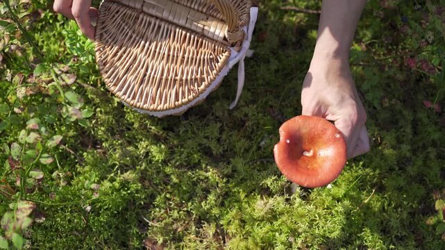 a mushroom picker picks a mushroom into a Wicker basket on forest floor, concept of foraging and outdoor exploration, perfect for nature-themed projects and educational materials, top view