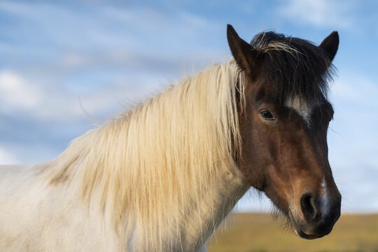 Icelandic horse (Equus islandicus) in evening light, portrait, L&yacute;tingssta&eth;ir, North Iceland, Iceland