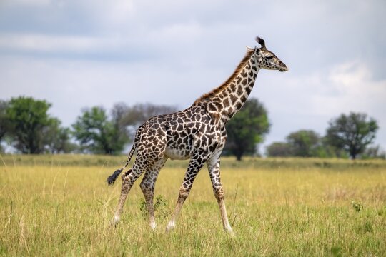 Maasai giraffe (Giraffa tippelskirchi), young animal, Serengeti National Park, Tanzania