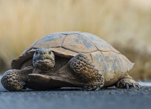 Desert tortoise (Gopherus agassizii) crossing the road, Valley of Fire State Park, Mojave Desert, Nevada, USA