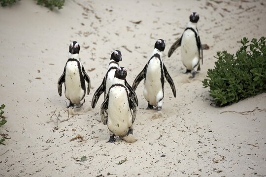 African penguin (Spheniscus demersus), adult, group, beach, running, on shore, Boulders Beach, Simon's Town, Western Cape, South Africa