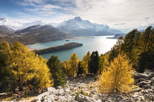 Autumnal larch forest with snow-covered mountains, Silsersee, Piz da la Margna, Engadin, Grisons, Switzerland