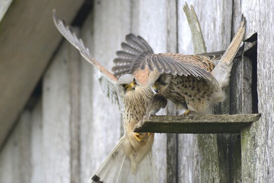 Common kestrels (Falco tinnunculus), mouse transfer, Emsland, Lower Saxony, Germany