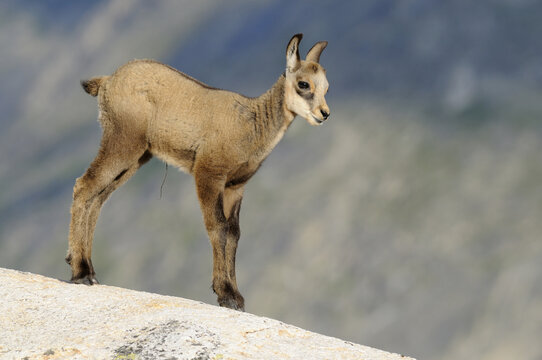 Young chamois (Rupicapra rupicapra) standing on rock slab