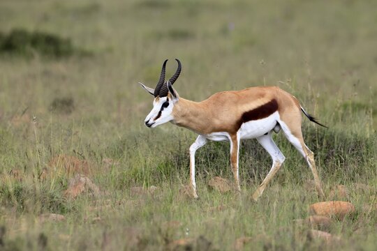 Springbok (Antidorcas marsupialis), adult, male, foraging, running, Mountain Zebra National Park, Eastern Cape, South Africa