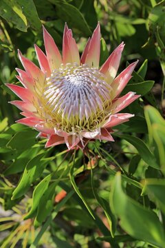 King Protea (Protea cynaroides), flower, flowering, bloom, Harold Porter National Botanical Garden, Betty's Bay, South Africa