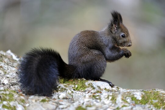 Squirrel (Sciurus vulgaris) eating a nut