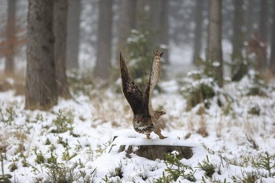 Eurasian eagle-owl (Bubo bubo), adult on tree stump in winter, flying up, in snow, Zdarske Vrchy, Bohemian-Moravian Highlands, Czech Republic