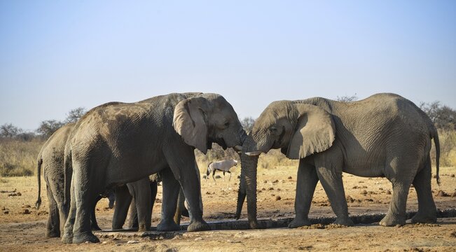 Two elephants playfully fighting, African Elephant (Loxodonta africana), Etosha National Park, Tsumcor waterhole, Namibia