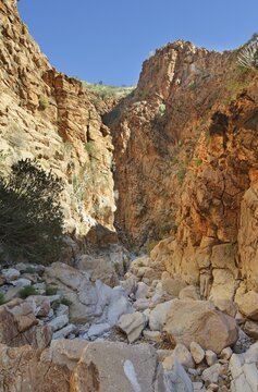 Olive-Trail, Namib-Naukluft National Park, Republic of Namibia, Africa