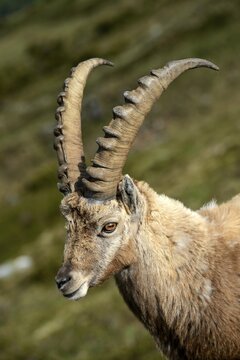 Apine Ibex (Capra ibex), portrait, Mt Niederhorn, Switzerland, Europe