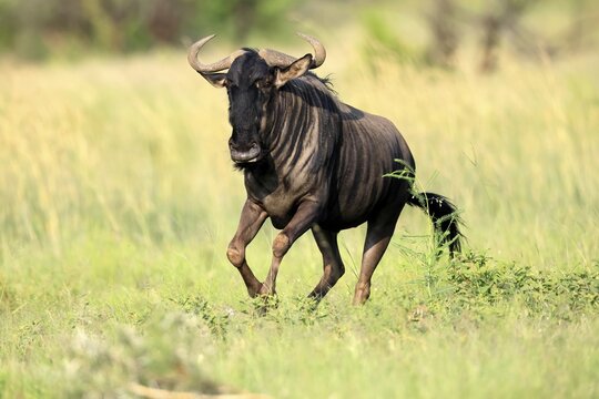 Blue wildebeest (Connochaetes taurinus), adult, jumping, running, Pilanesberg National Park, North West Province, South Africa
