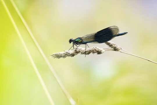 Banded demoiselle (calopteryx splendens), male, sitting on grass spike, Hesse, Germany