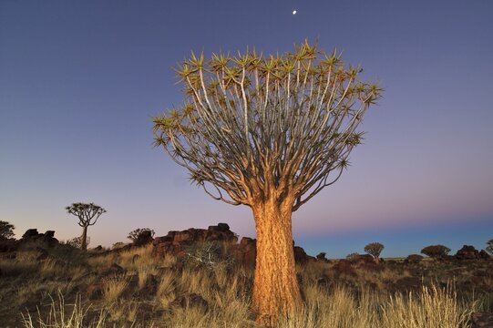 Quiver Tree (Aloe dichotoma) after sunset in Quiver Tree forest at the Garas Camp near Keetmanshoop, Namibia, Africa