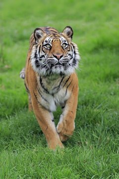 Sumatran tiger (Panthera tigris sumatrae), adult, alert, running, captive, England, United Kingdom