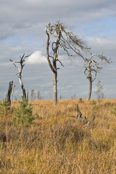 Dead pines in a bog (Pinus sylvestris), High Fens, Belgium