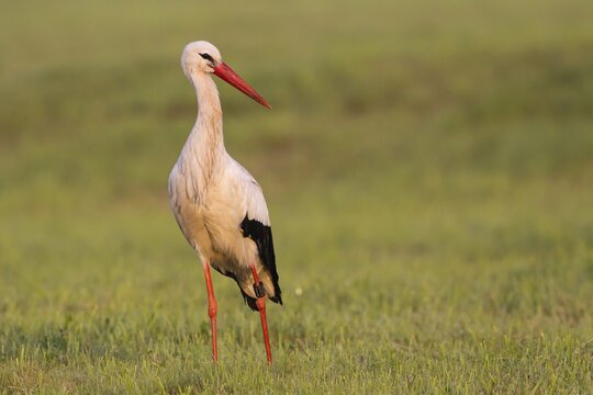 White Stork (Ciconia ciconia), on a meadow, North Hesse, Hesse, Germany