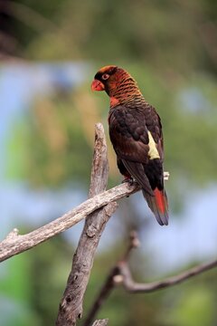 White cub lory (Pseudeos fuscata), adult, sitting on branch, Mount Lofty, South Australia, Australia