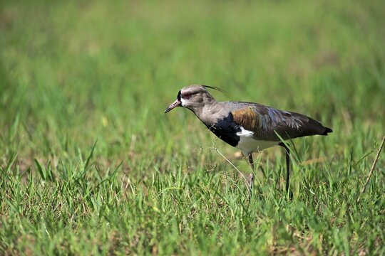 Southern lapwing (Vanellus chilensis), adult foraging, Pantanal, Mato Grosso, Brazil