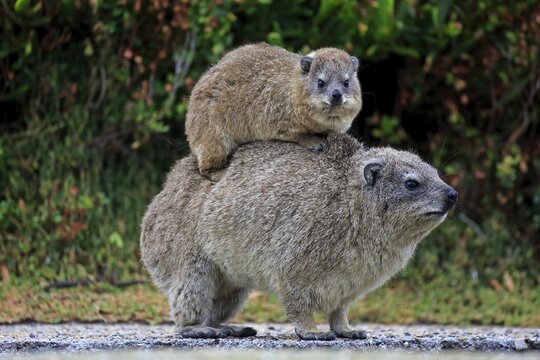 Rock Hyrax (Procavia capensis) adult female with young on back, social behavior, Betty's Bay, Western Cape, South Africa