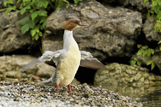 Goosander (Mergus merganser), female shaking her wings, Lake Zug, Cham, Canton Zug, Switzerland