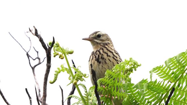 An adult tree pipit (Anthus trivialis) sitting in the top of a fern