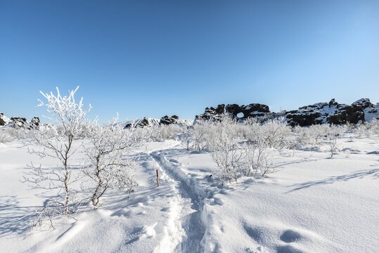 Footprints in snowy landscape, bushes and lava field covered with snow in sunshine, volcanic landscape Krafla, Dimmuborgir National Park, M&yacute;vatn, Iceland