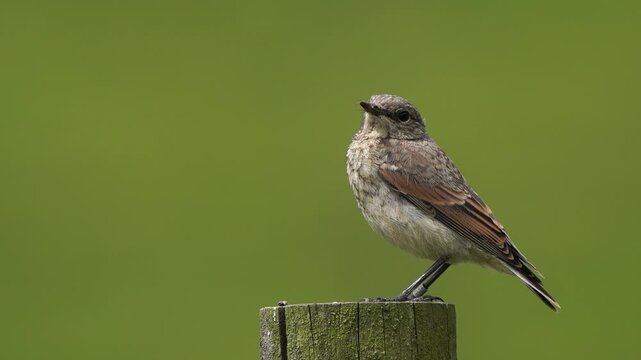 A juvenile northern wheatear or wheatear (Oenanthe oenanthe) standing on a wooden pole and seen on its flank