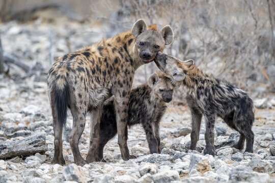 Spotted hyena or spotted hyena (Crocuta crocuta) with two young animals, Etosha National Park, Namibia