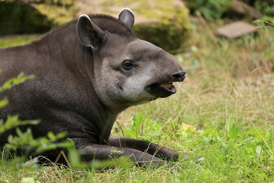 Lowland tapir (Tapirus terrestris), adult, portrait, flehmen, captive