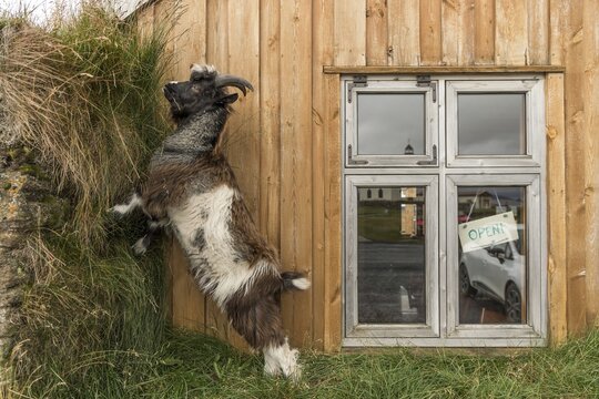 Billy goat, peat house, M&ouml;&eth;rudalur, Northern Iceland, Iceland