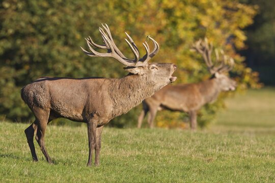 Roaring Red Deer (Cervus elaphus), captive, Lower Saxony, Germany