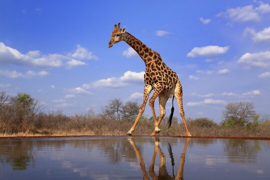 Southern giraffe (Giraffa camelopardalis giraffa), adult, at the water, Kruger National Park, Kruger National Park, Krugerpark, South Africa