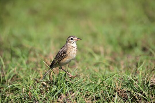 Orient skylark (Alauda gulgula), adult, alert in the grass, Bundala National Park, Sri Lanka