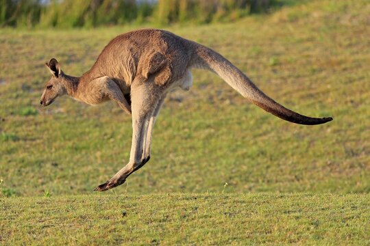 Eastern grey kangaroo (Macropus giganteus), adult, male, in a meadow, Maloney Beach, New South Wales, Australia