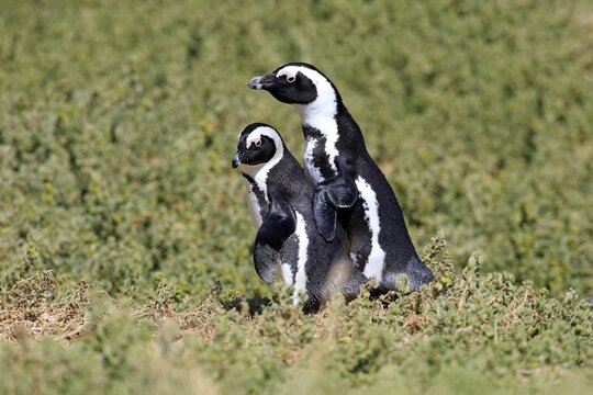 African Penguins or Jackass Penguins (Spheniscus demersus), pair, Boulders Beach, Simon's Town, Western Cape, South Africa
