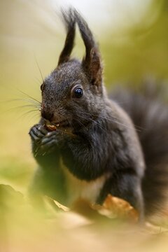 Squirrel (Sciurus) with nut on forest floor, Fischen, Oberallg&auml;u, Bavaria, Germany