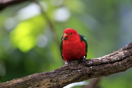 Australian King Parrot (Alisterus scapularis), adult male, captive, Australia