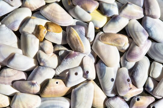 Shells