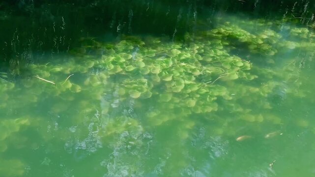 Underwater view of green aquatic plants in clear water with sunlight reflections creating calm natural abstract background texture