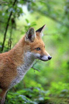 Red Fox (Vulpes vulpes), adult, alert, captive, Hanau, Hesse, Germany