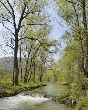 Triesting river in spring, Triestingtal valley, Lower Austria, Austria, Europe