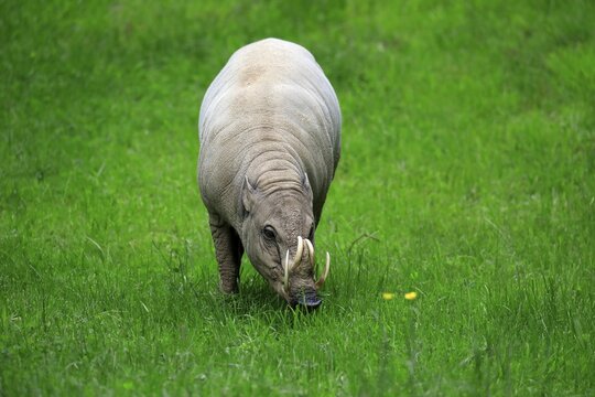 North sulawesi babirusa (Babyrousa celebensis), adult, male, foraging, captive, Sulawesi