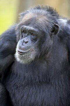 Chimpanzee (Pan troglodytes troglodytes), male, portrait, captive, Miami, Florida, USA