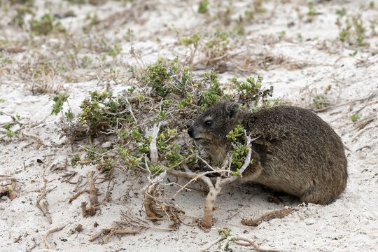 Rock hyrax (Procavia capensis), adult, beach, foraging, alert, Boulders Beach, Simon's Town, Western Cape, South Africa