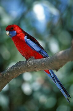 Pennant's Rosella, Australia / (Platycercus elegans)
