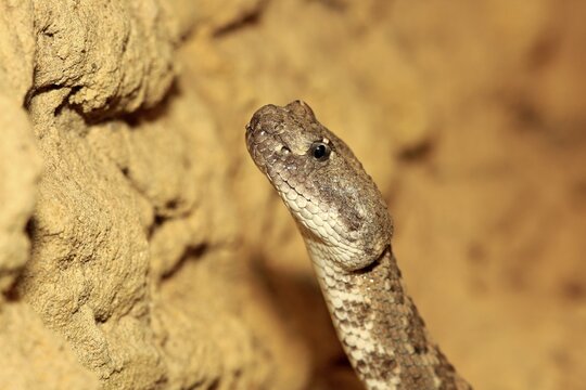Western rattlesnake or prairie rattlesnake (Crotalus viridis), adult, portrait, found in North America, captive